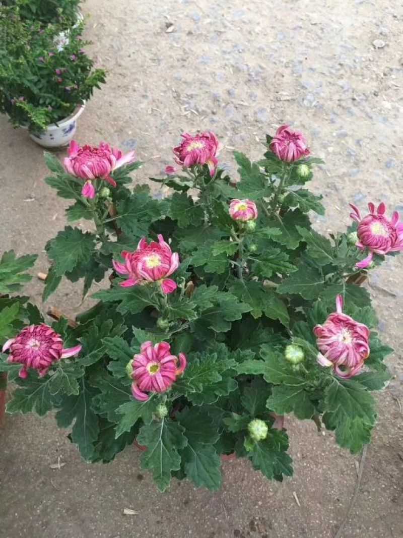 国庆菊观赏菊大菊花九月菊菊球