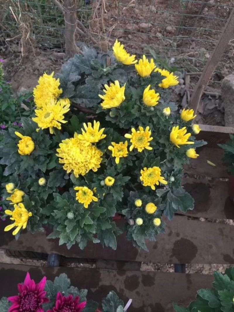 国庆菊观赏菊大菊花九月菊菊球