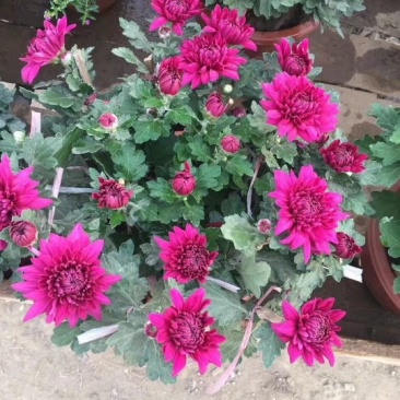 国庆菊观赏菊大菊花九月菊菊球