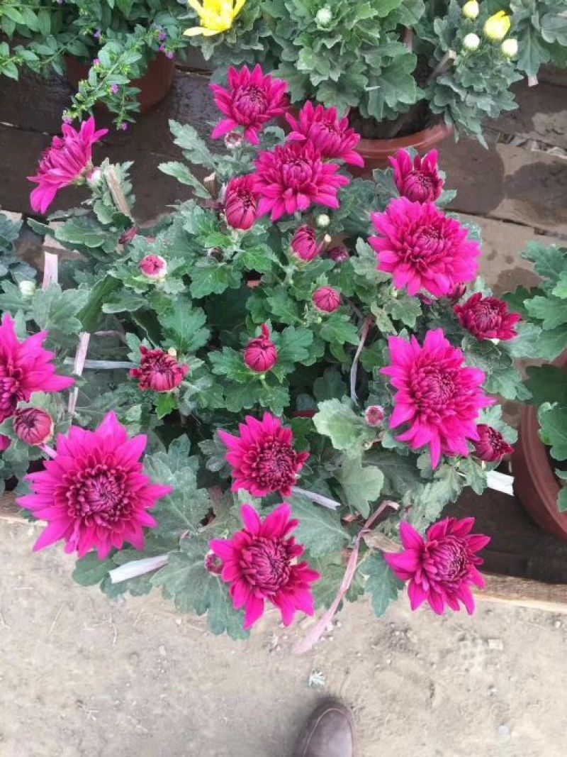 国庆菊观赏菊大菊花九月菊菊球
