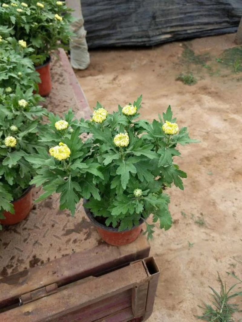 国庆菊观赏菊大菊花九月菊菊球