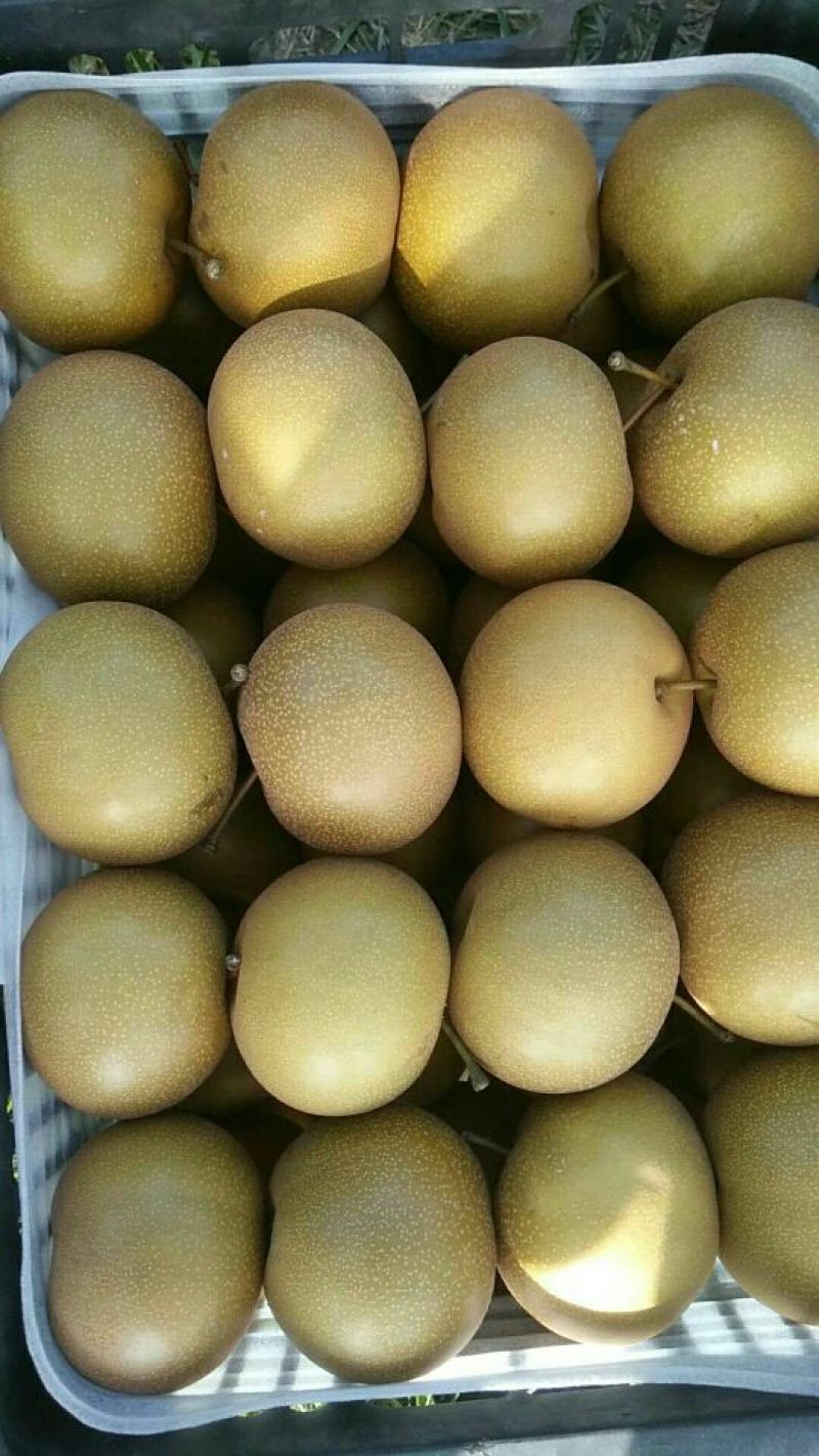 秋月梨