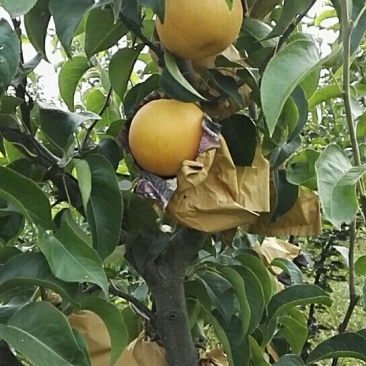 秋月梨