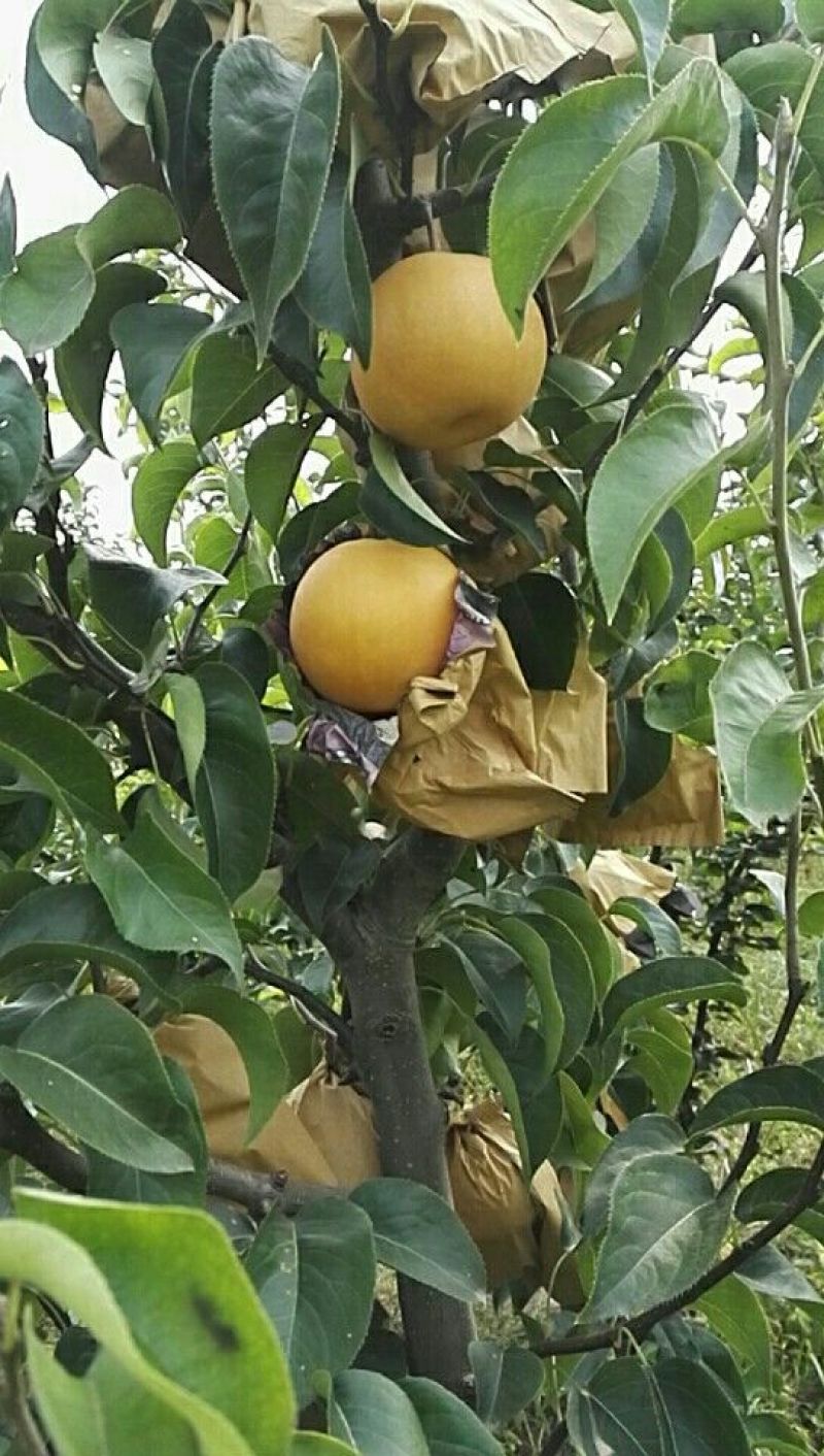 秋月梨