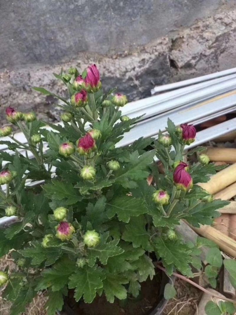 国庆菊观赏菊大菊花双色盆九月菊菊球