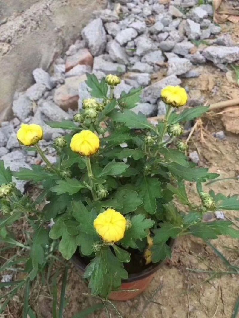 国庆菊观赏菊大菊花双色盆九月菊菊球