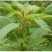 蔬菜种子雪樱子种子特菜种子蔬菜新品种