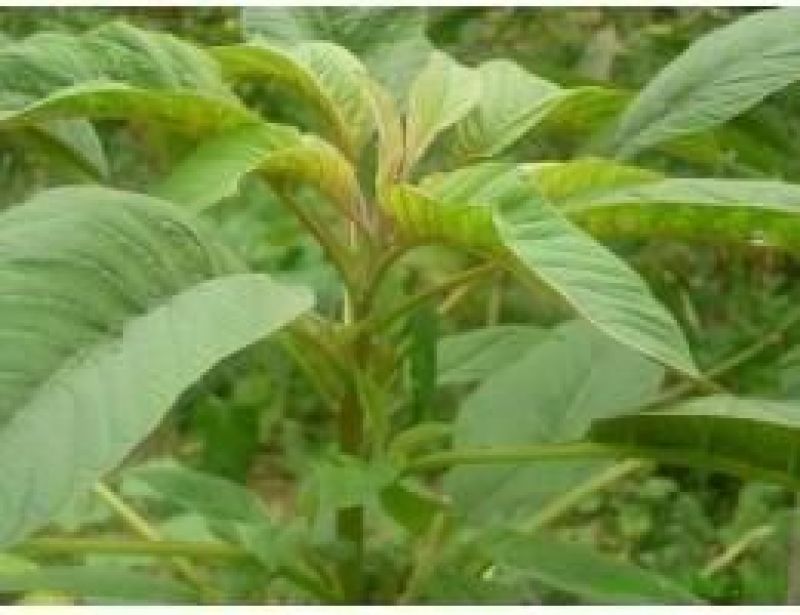 蔬菜种子雪樱子种子特菜种子蔬菜新品种