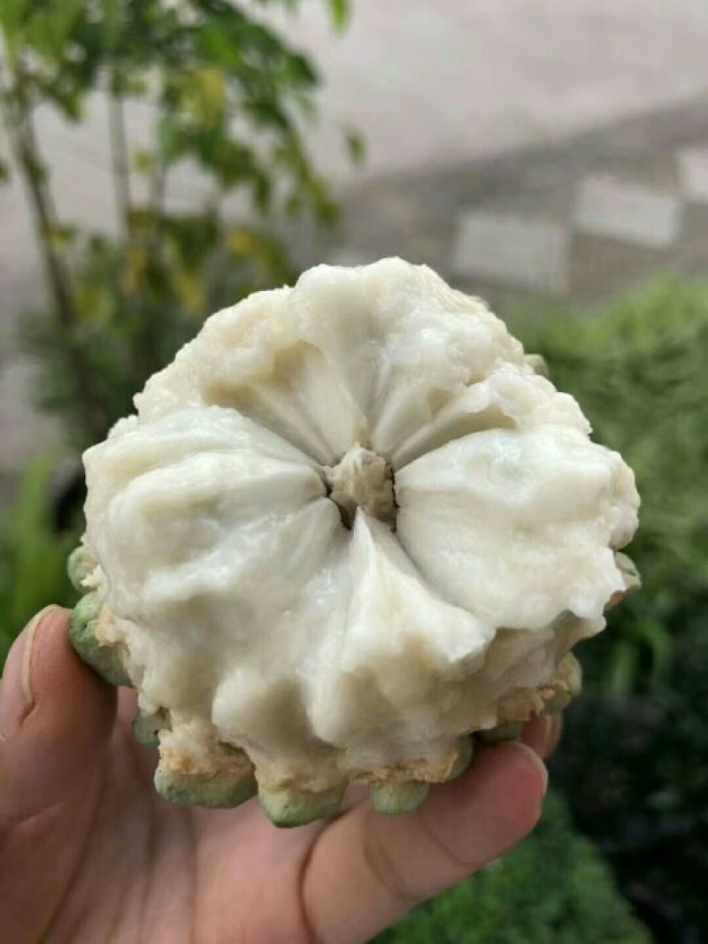 云南大目释迦果