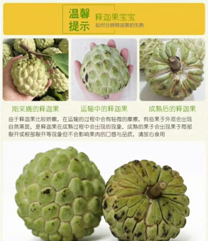 云南大目释迦果