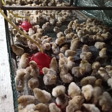 黄乌鸡苗35~45克出壳苗雌