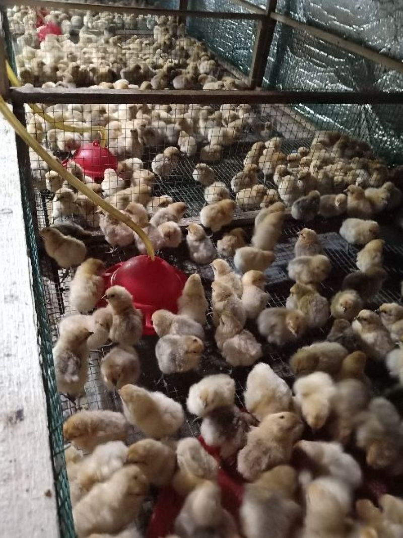 黄乌鸡苗35~45克出壳苗雌