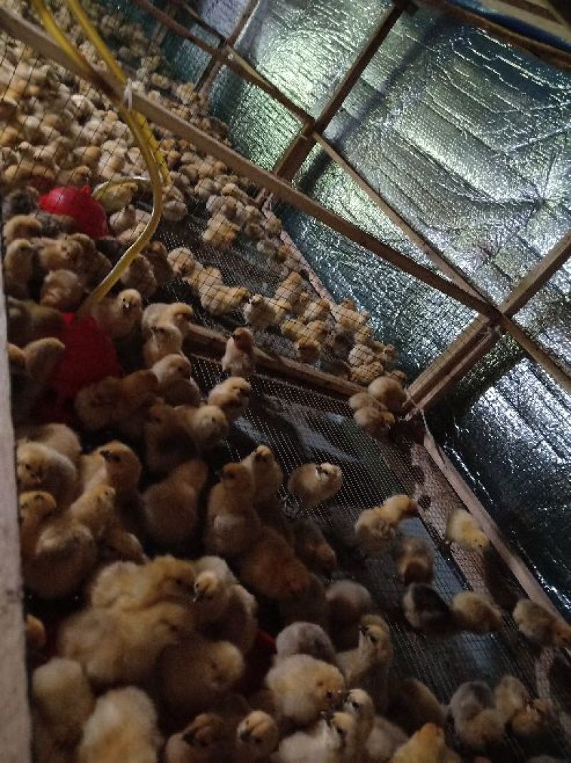黄乌鸡苗35~45克出壳苗雌