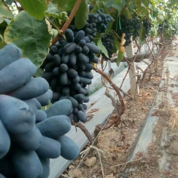 甜蜜蓝宝石基地直供保证纯度保证质量假一赔万