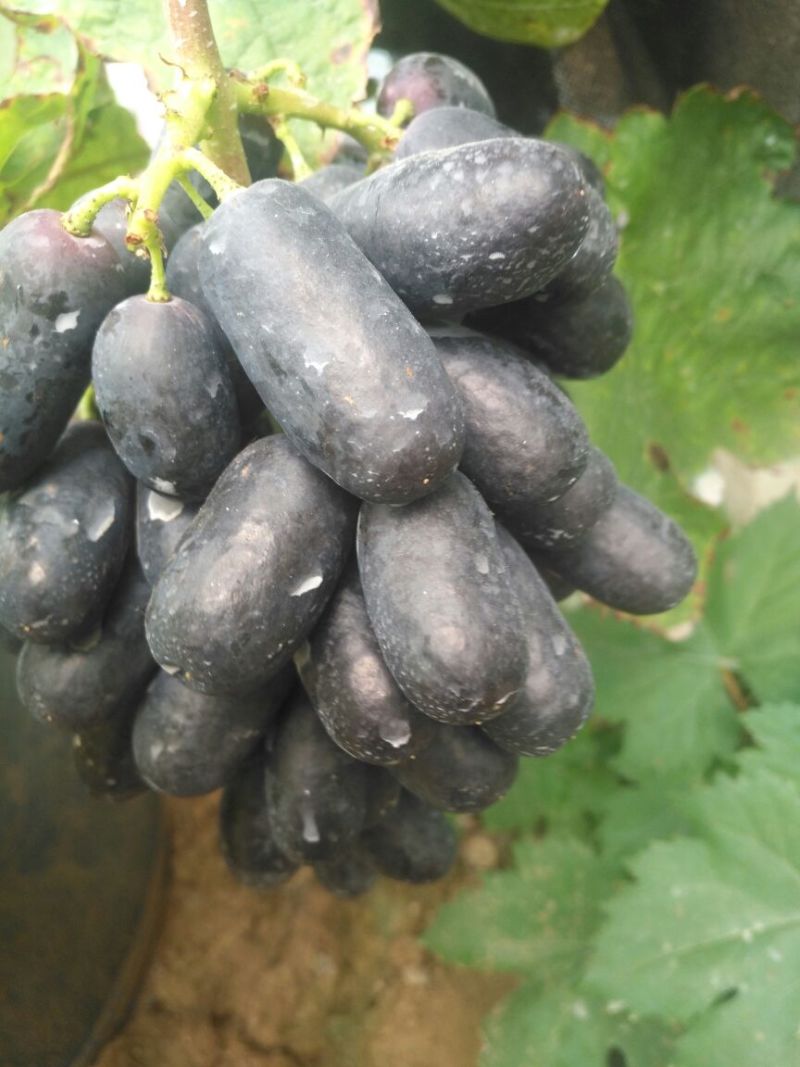 甜蜜蓝宝石基地直供保证纯度保证质量假一赔万