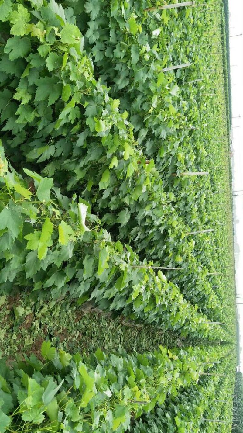 甜蜜蓝宝石基地直供保证纯度保证质量假一赔万
