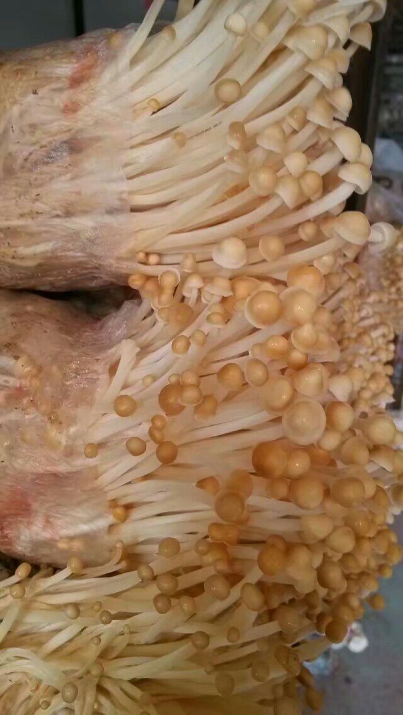 金针菇母种、原种、栽培种、出菇包