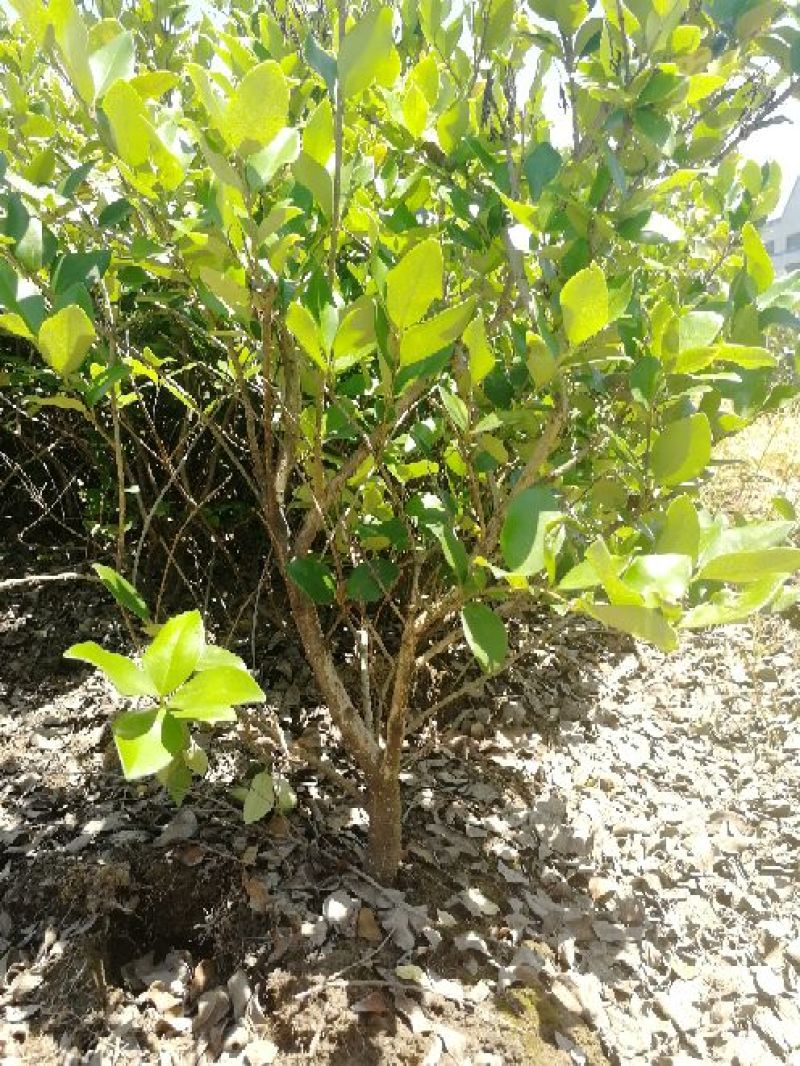 紫薇