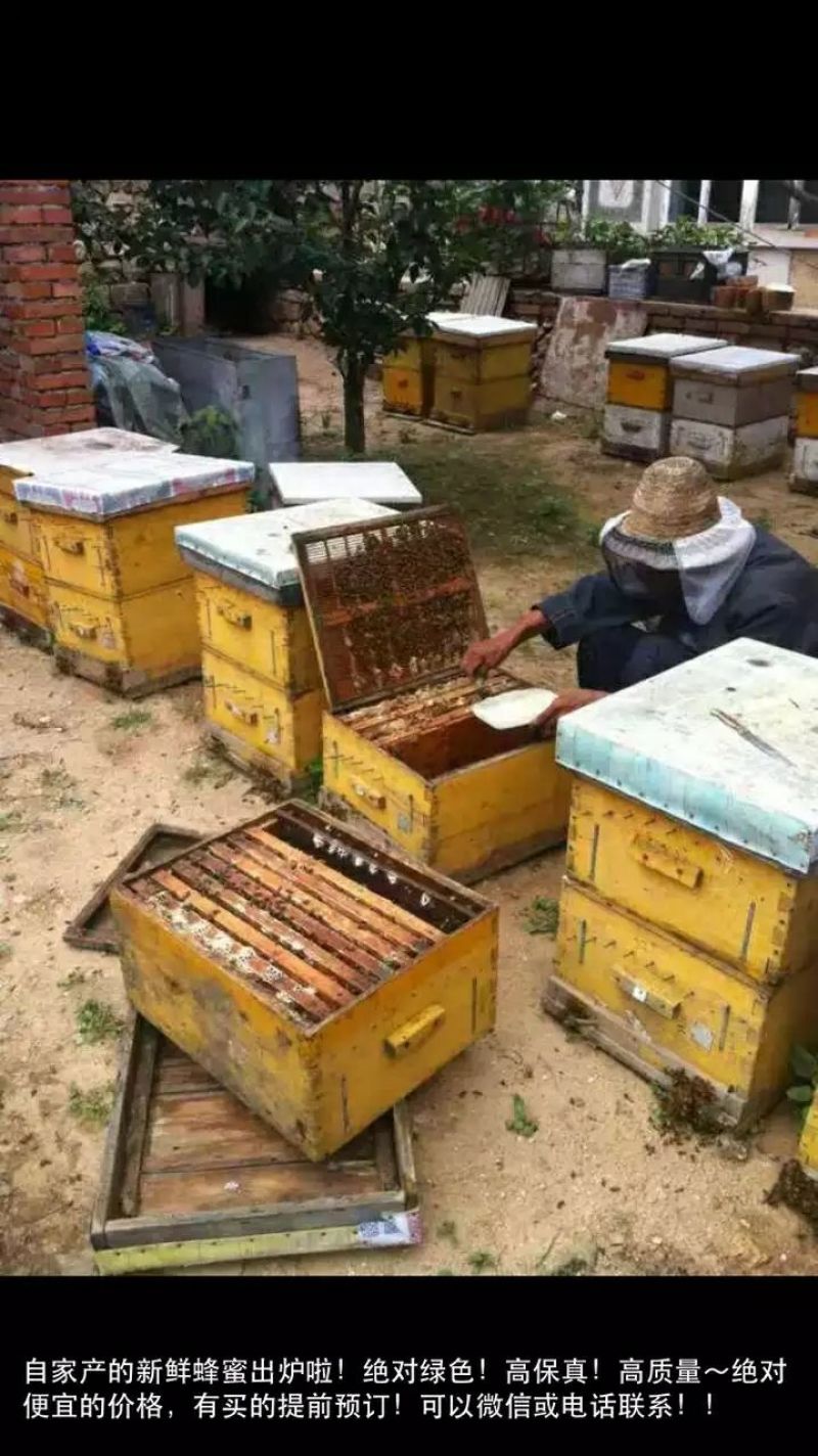 荆条蜜