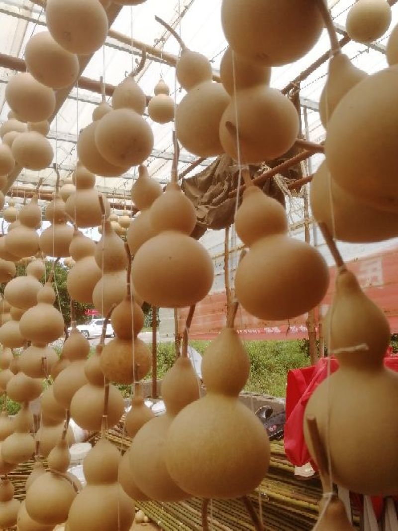 葫芦1-5分左右精品电商货各种规格，品质保证，一条龙服务