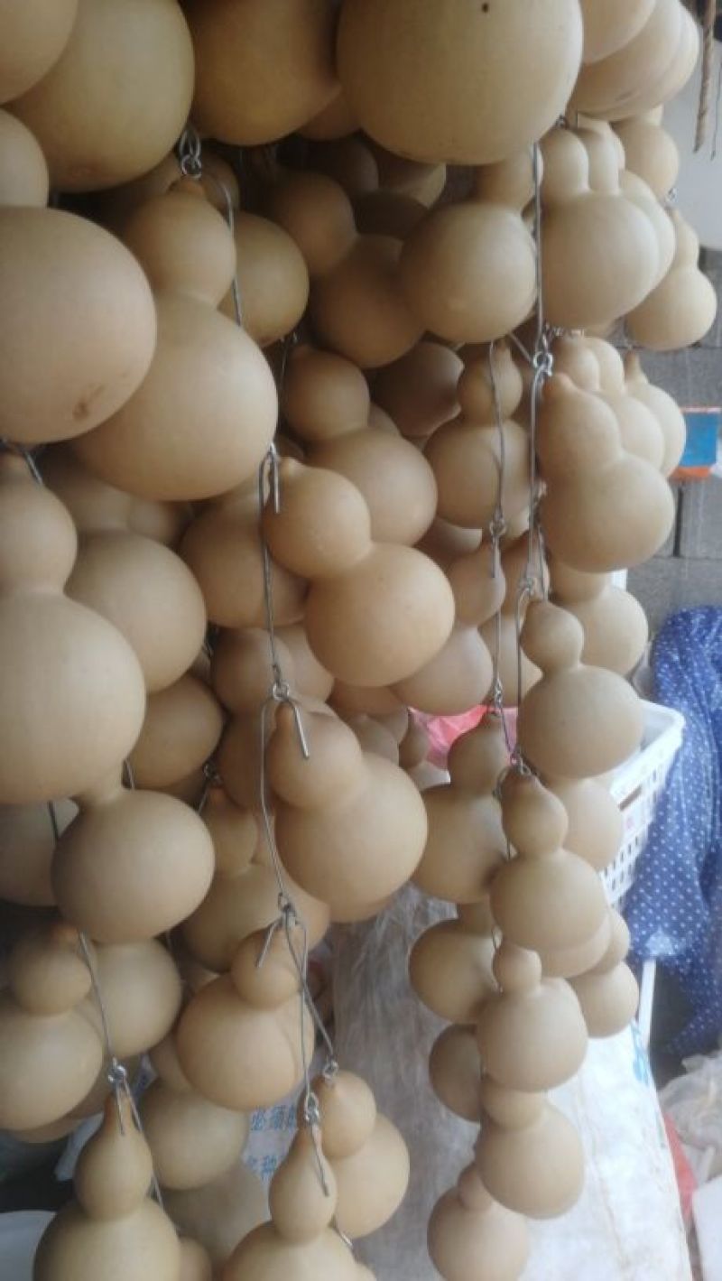 葫芦0.3斤以上品种齐全质量好价格低房屋装饰生肖葫芦