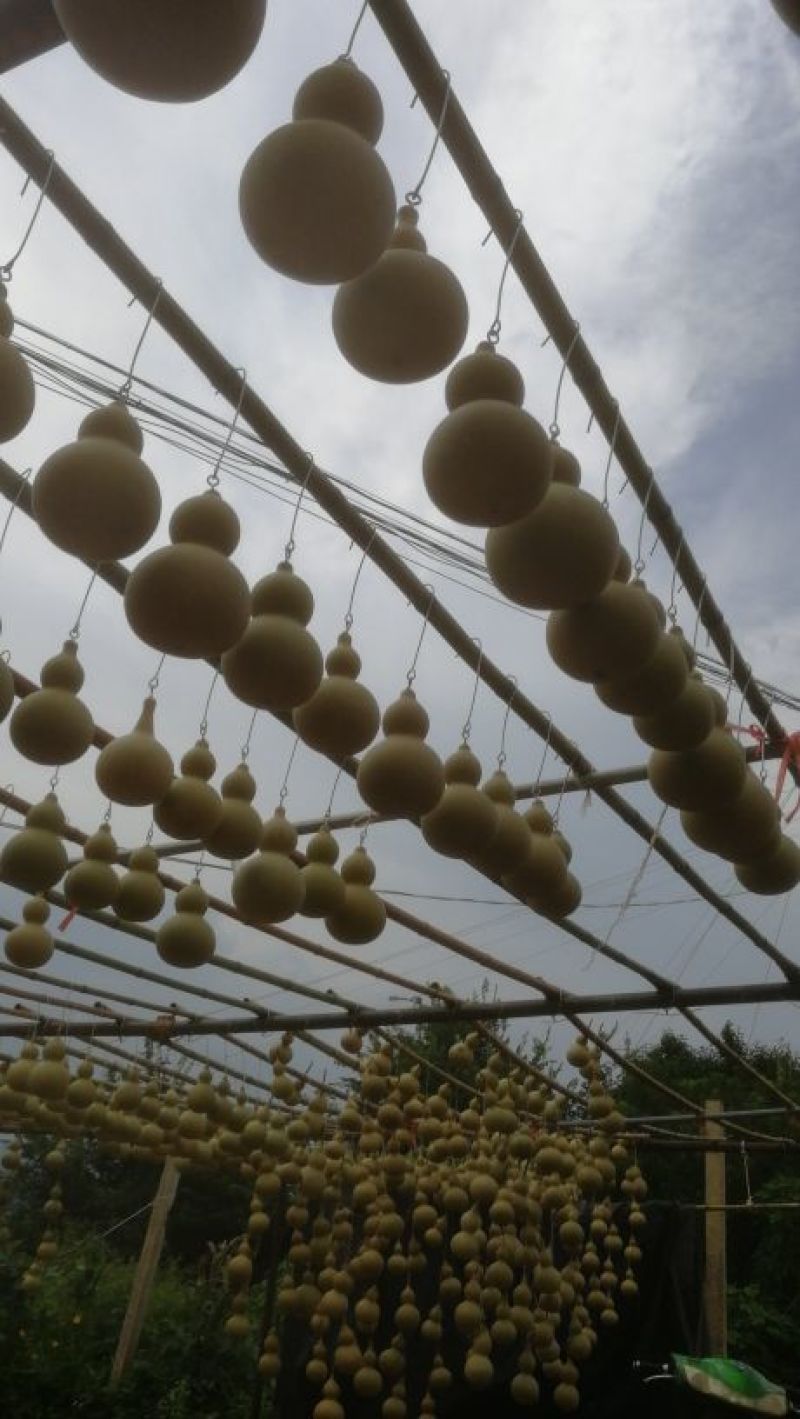 葫芦0.3斤以上品种齐全质量好价格低房屋装饰生肖葫芦