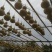 葫芦0.3斤以上品种齐全质量好价格低房屋装饰生肖葫芦