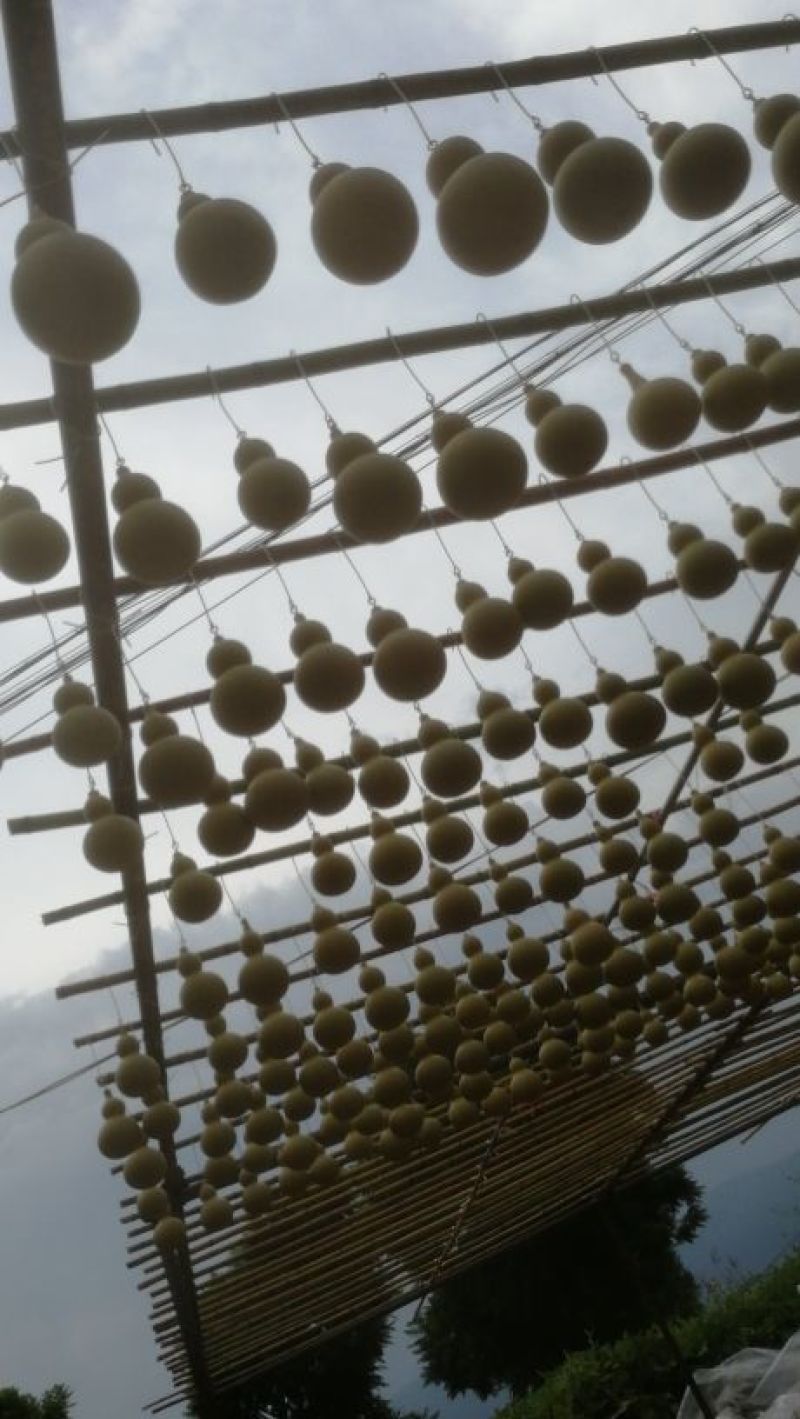 葫芦0.3斤以上品种齐全质量好价格低房屋装饰生肖葫芦