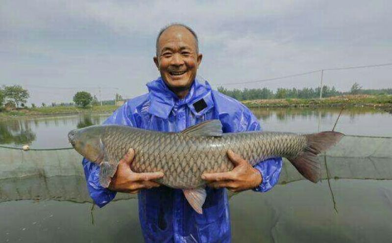 青鱼螺丝青10-20斤/条鲜活