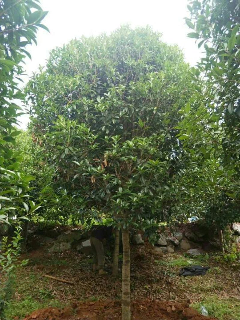 大量出售断根熟苗桂花12/20公分