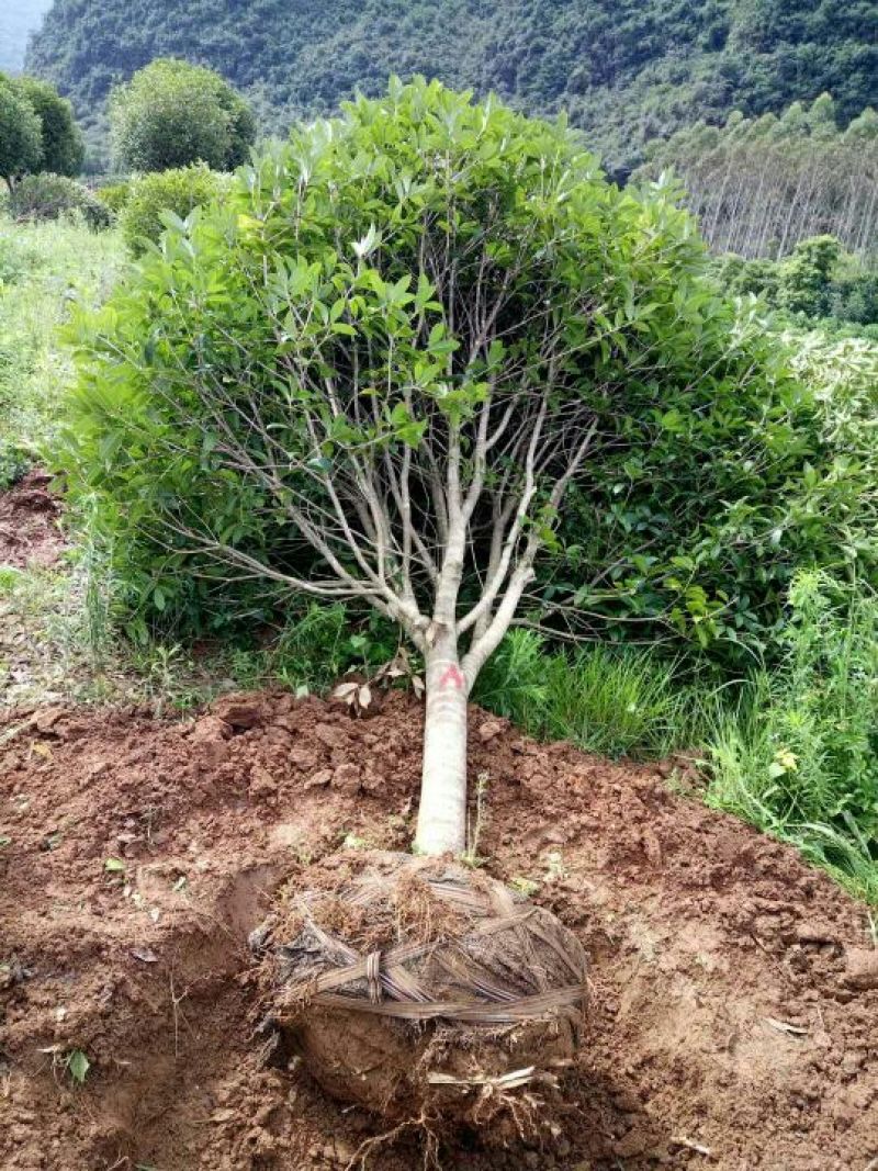 大量出售断根熟苗桂花12/20公分