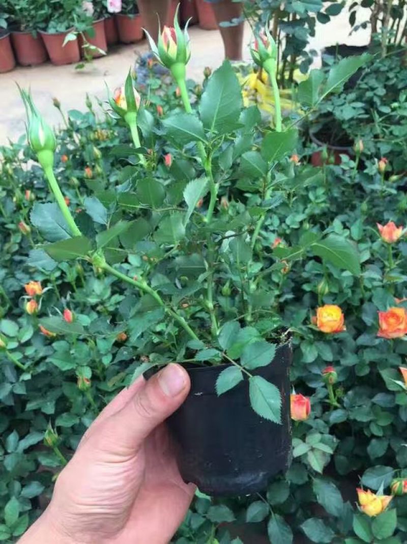 玫瑰月季盆栽苗，带花发货，颜色多价钱便宜基地直发