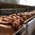 肉牛王每头牛补贴1000元,包成活包回收免费送货