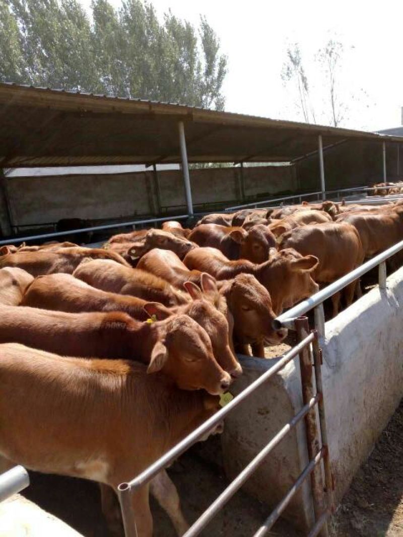 肉牛王每头牛补贴1000元，包成活包回收免费送货