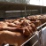 肉牛王每头牛补贴1000元,包成活包回收免费送货