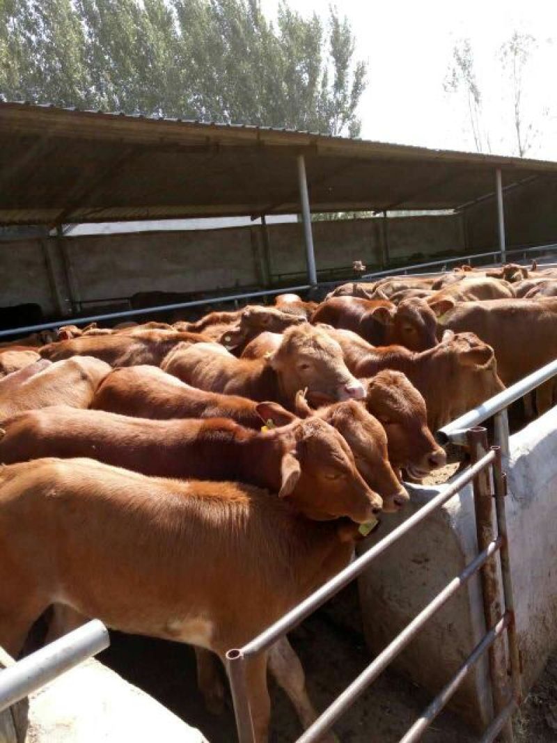 肉牛王每头牛补贴1000元，包成活包回收免费送货