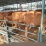 肉牛每头补贴1000元免费送货包成活提供养殖技术