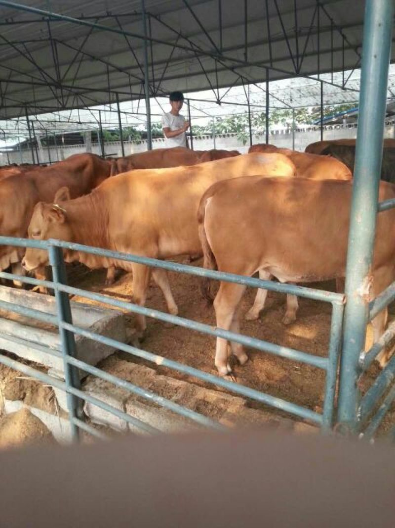 肉牛每头补贴1000元免费送货包成活提供养殖技术