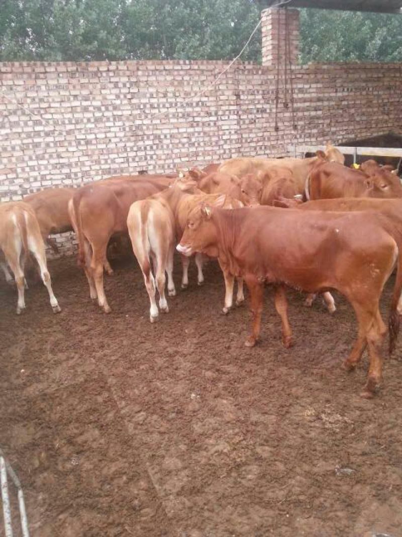 肉牛每头补贴1000元免费送货包成活提供养殖技术