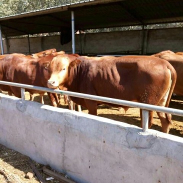 肉牛每头补贴1000元免费送货包成活提供养殖技术