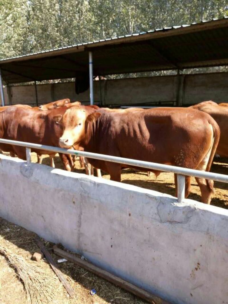 肉牛每头补贴1000元免费送货包成活提供养殖技术