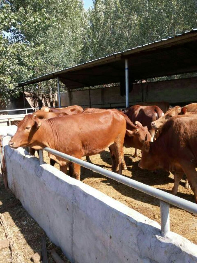 肉牛每头补贴1000元免费送货包成活提供养殖技术