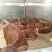 肉牛每头补贴1000元免费送货包成活提供养殖技术