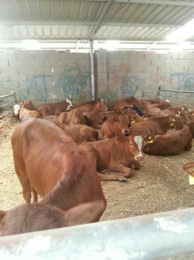 肉牛每头补贴1000元免费送货包成活提供养殖技术