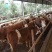 肉牛每头补贴1000元免费送货包成活提供养殖技术