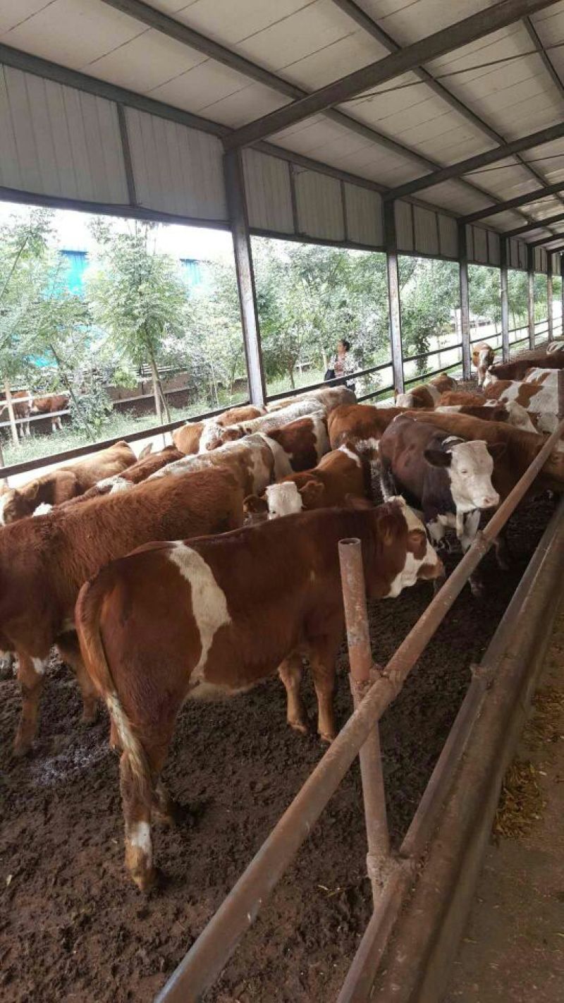 肉牛每头补贴1000元免费送货包成活提供养殖技术