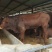 肉牛每头补贴1000元免费送货包成活提供养殖技术
