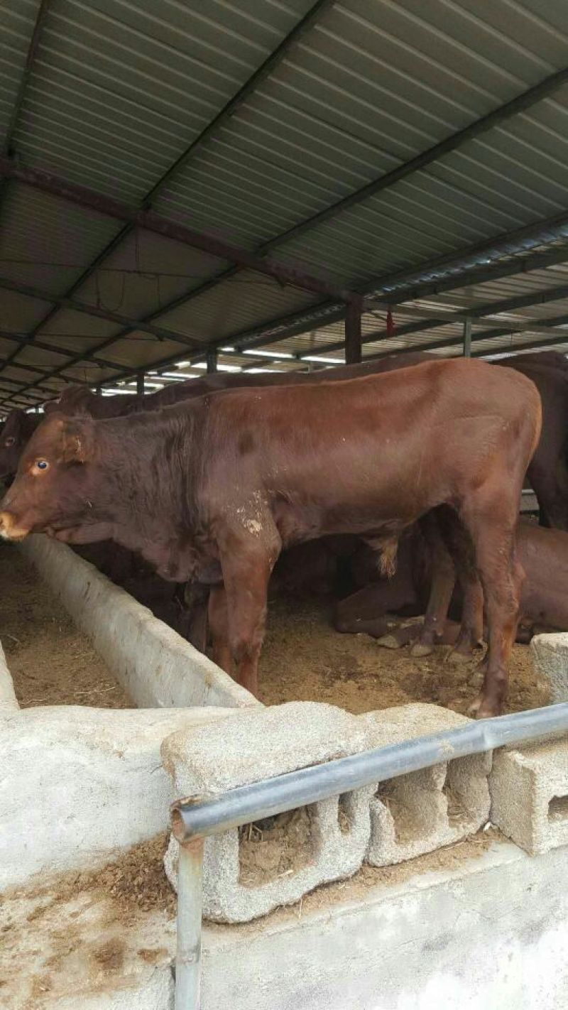 肉牛每头补贴1000元免费送货包成活提供养殖技术