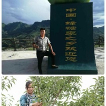 蜂糖李苗