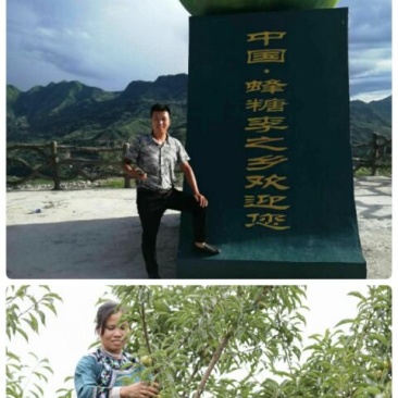 蜂糖李苗